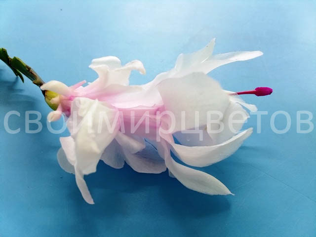Шлюмбергера Thor Wild Cactus White and Pink Шлюмбергера Thor Wild Cactus White and Pink