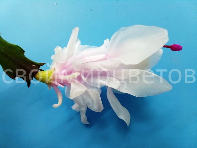Шлюмбергера Thor Wild Cactus White and Pink Шлюмбергера Thor Wild Cactus White and Pink