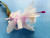 Шлюмбергера Thor Wild Cactus White and Pink Шлюмбергера Thor Wild Cactus White and Pink