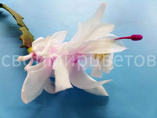 Шлюмбергера Thor Wild Cactus White and Pink Шлюмбергера Thor Wild Cactus White and Pink