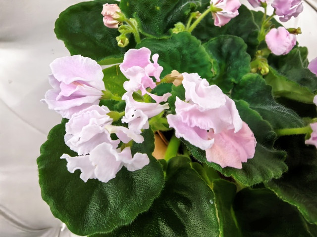 Фиалка РС-Муслин НОВИНКА