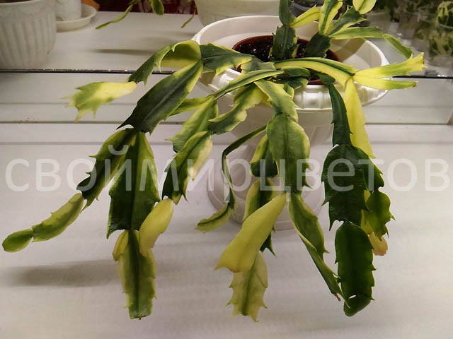 Шлюмбергера Madame Butterfly Orssichiana variegata