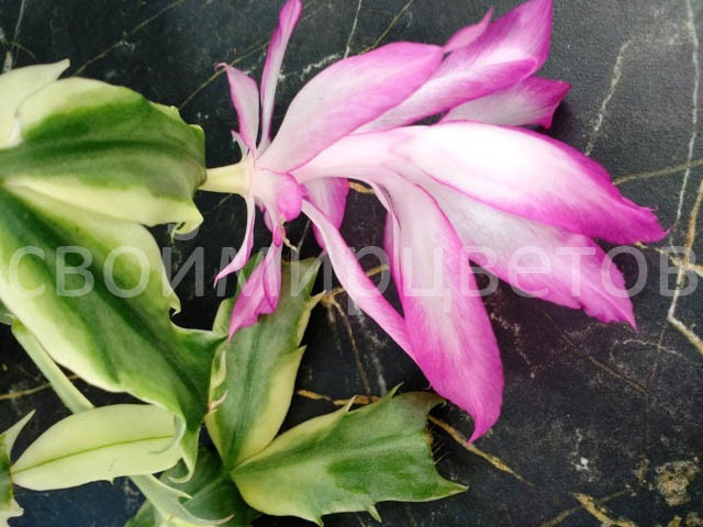 Шлюмбергера Madame Butterfly Orssichiana variegata