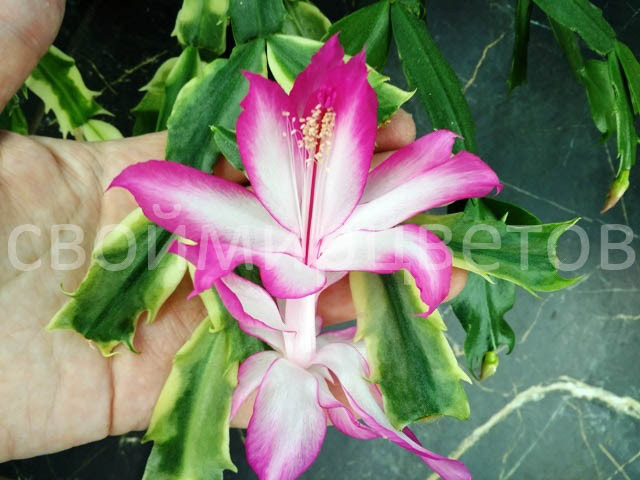 Шлюмбергера Madame Butterfly Orssichiana variegata