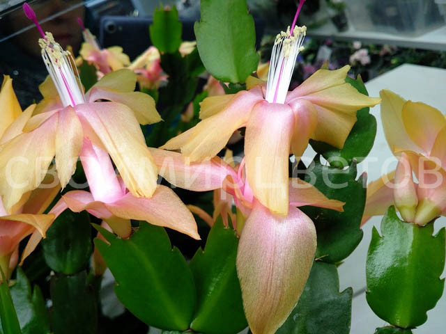 Шлюмбергера Gold Inkies