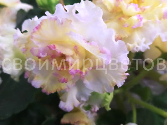 Фиалка АВ-Жёлтая Роза