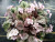 Фиалка Ramblin' Right Along трейлер Фиалка Ramblin' Right Along трейлер