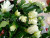 Шлюмбергера Thor Wild Cactus white