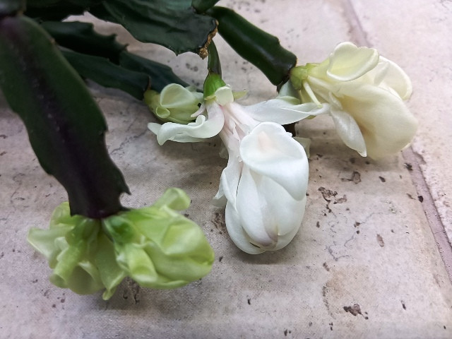 Шлюмбергера Thor Wild Cactus white
