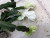 Шлюмбергера Thor Wild Cactus white