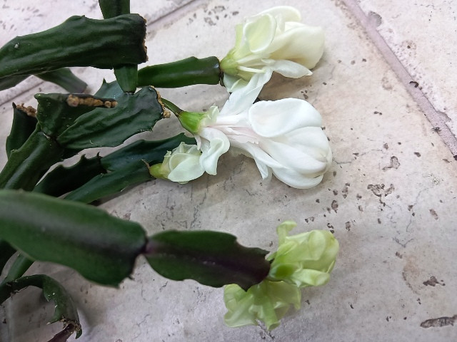 Шлюмбергера Thor Wild Cactus white