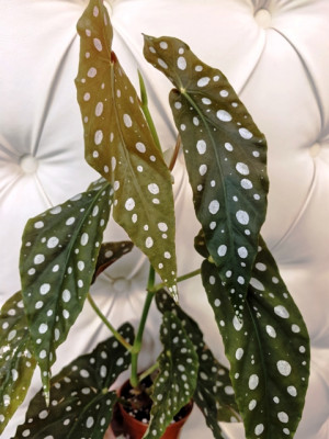 Бегония Polka Dot