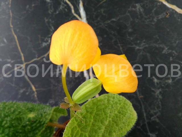Бегония Stautdii