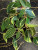 Хойя Macrophylla albomarginata