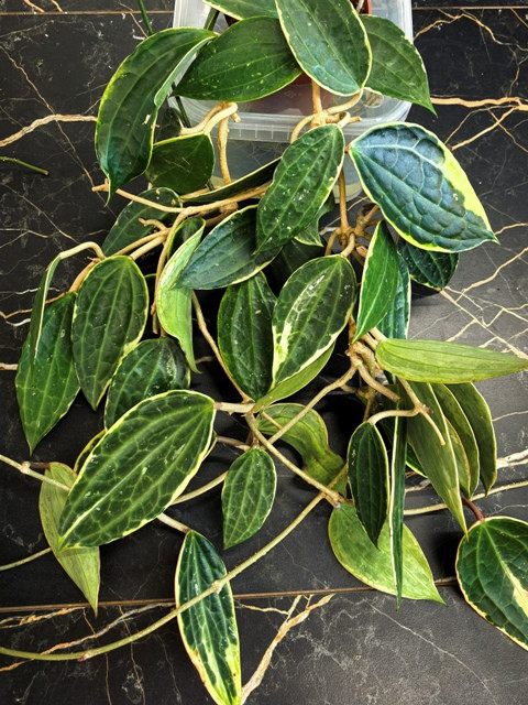 Хойя Macrophylla albomarginata
