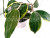 Хойя Macrophylla albomarginata