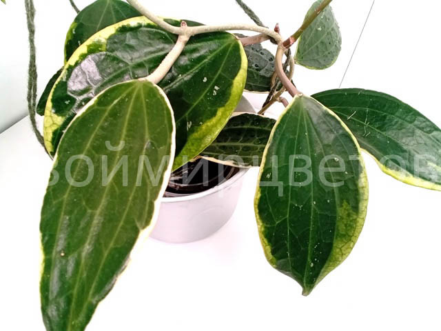 Хойя Macrophylla albomarginata