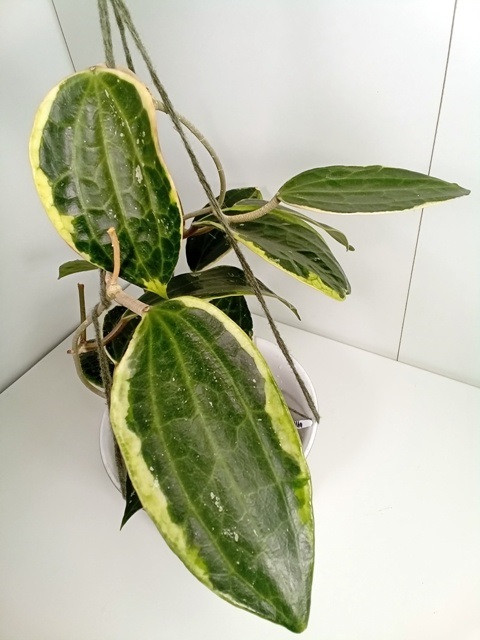 Хойя Macrophylla albomarginata