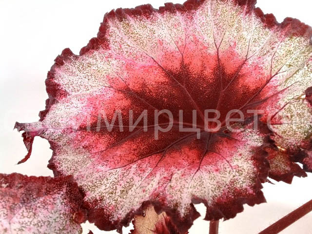 Бегония СВ-Роковая Женщина НОВИНКА 2022