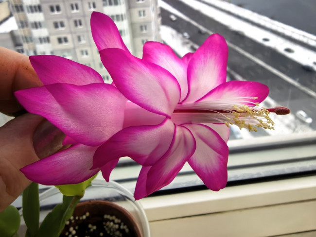 Шлюмбергера  Cristen Aurea variegata