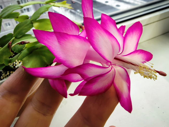 Шлюмбергера  Cristen Aurea variegata