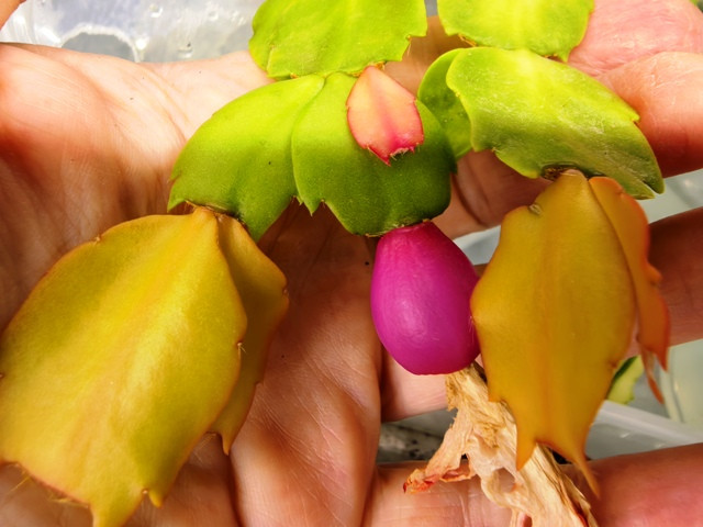 Шлюмбергера  Cristen Aurea variegata