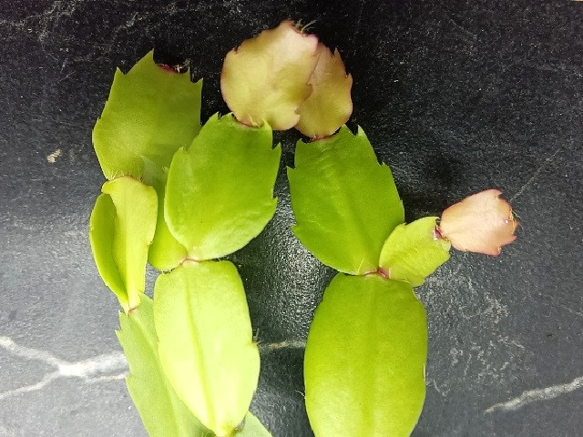 Шлюмбергера  Cristen Aurea variegata