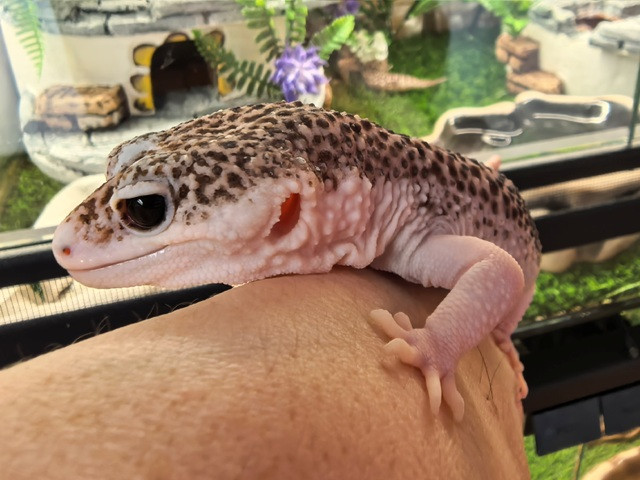 Эублефар взрослый самец Total Eclipse Pied het TA