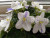 Фиалка Tina's April Fantasy Фиалка Tina's April Fantasy
