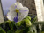 Фиалка Tina's April Fantasy Фиалка Tina's April Fantasy