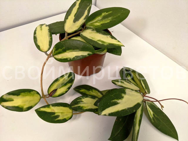 Хойя Acuta yellow variegated