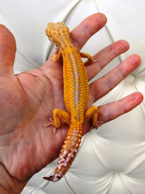 Эублефар молодая самка Bell Albino Stripe het Eclipse