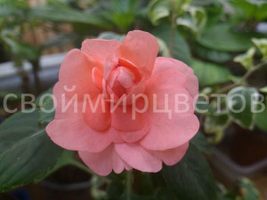 Бальзамин Coral Bells СВЕТЛЫЙ Бальзамин Coral Bells СВЕТЛЫЙ