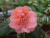 Бальзамин Coral Bells  СВЕТЛЫЙ