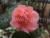 Бальзамин Coral Bells  СВЕТЛЫЙ