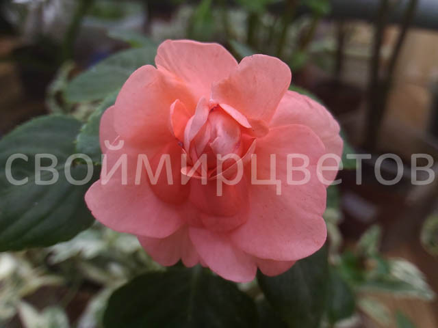 Бальзамин Coral Bells  СВЕТЛЫЙ