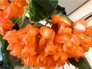 Бегония Orange Rubra
