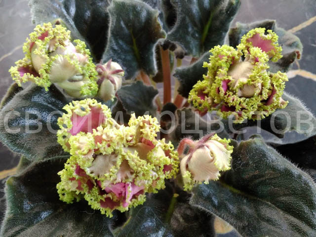 Фиалка ЛЕ-Сестра Королевы