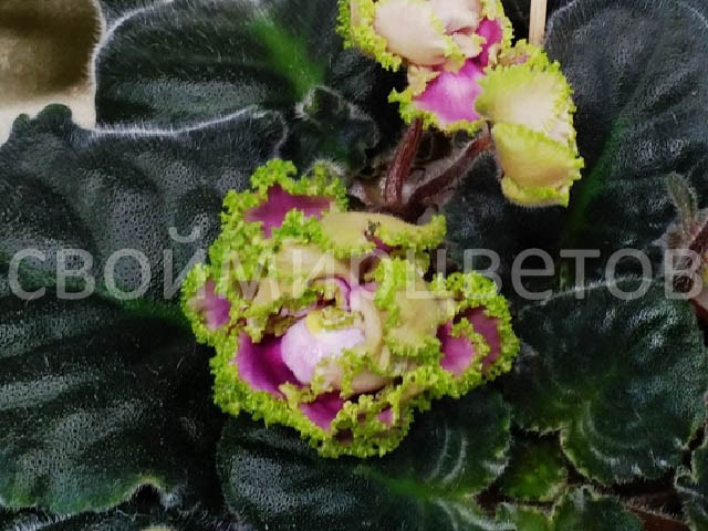 Фиалка ЛЕ-Сестра Королевы