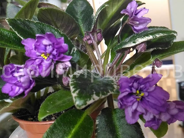Фиалка Senk's Azalea Trail трейлер