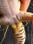 Эублефар самец №91 вылуп 20/06/2025