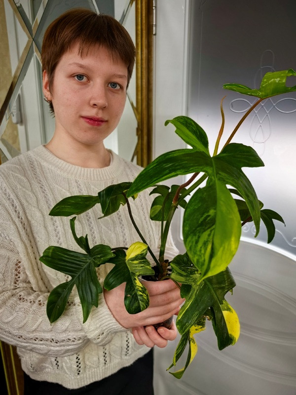Филодендрон Маска вариегатная укорененная верхушка
