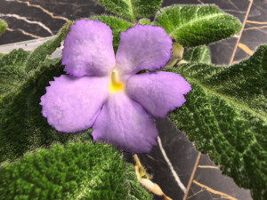 Эписция lilacina Viridis