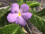 Эписция lilacina Viridis