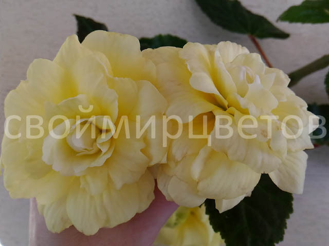 Бегония Belleconia Chardonnay