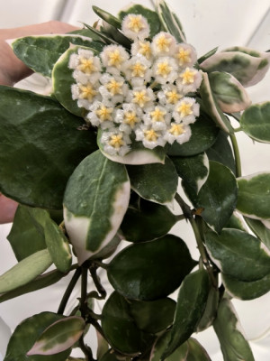 Хойя Lacunosa Albo