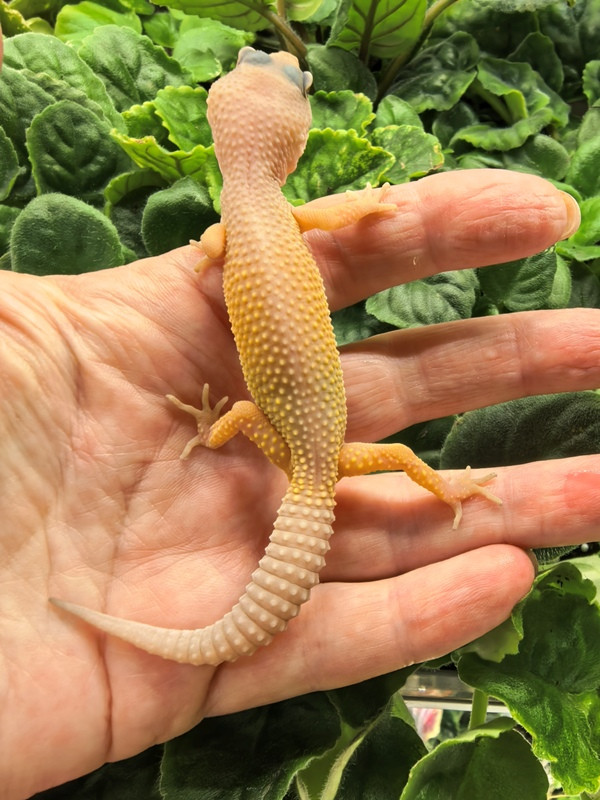 Эублефар молодая самка Tremper Blazzing Bizzard, poss het Eclipse