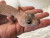 Эублефар молодая самка Tremper Blazzing Bizzard, poss het Eclipse